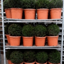 Taxus bol